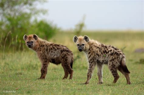  ¿Qué Misterios Oculta el Relato del Why the Hyena Has a Spotted Coat?